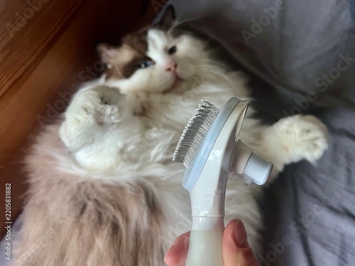 Shedding season routine: detail of a pet deshedding tool, while a fluffy Ragdoll feline playfully bites and sniffs it from the background, realistic lifestyle shot