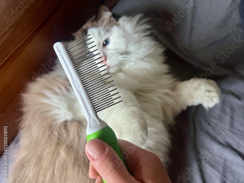 Pet care concept: a metal fur removal comb with a curious Ragdoll cat in the background, actively investigating and pawing at the grooming brush