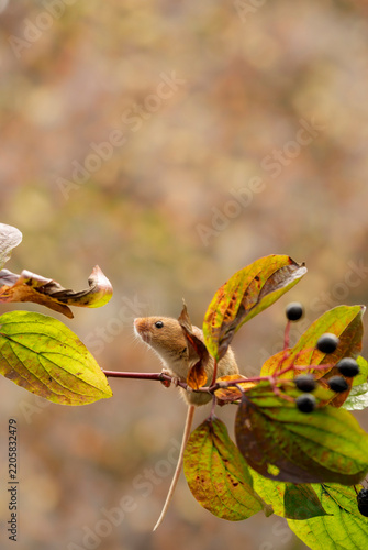 Harvest mice, early autumn, foraging along hedgerow for seeds and berries