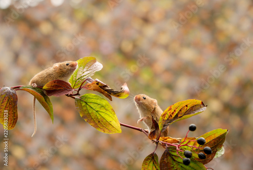 Harvest mice, early autumn, foraging along hedgerow for seeds and berries