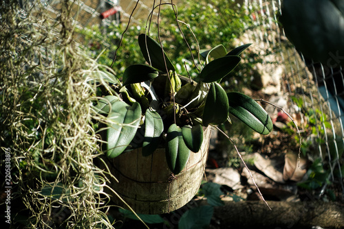 Canvastavla rustic hanging wooden pot filled with lush green orchid leaves and pseudobulbs, complemented by hanging dried Spanish moss on the side in a garden setting