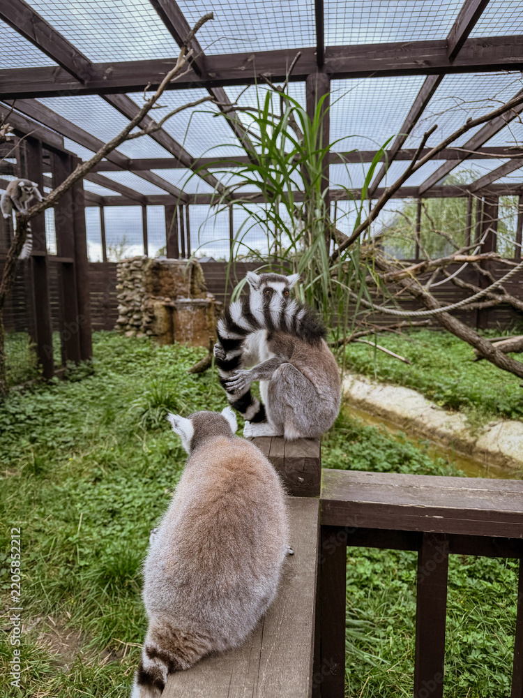 Obraz premium Lemurs in a Green Animal Enclosure