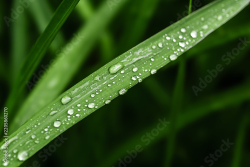Water Droplets on Fresh Green Grass Leaf Close Up
