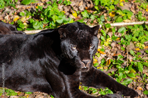 A black panther lies on the green grass on a bright sunny day. Wildlife, mammals, predators.