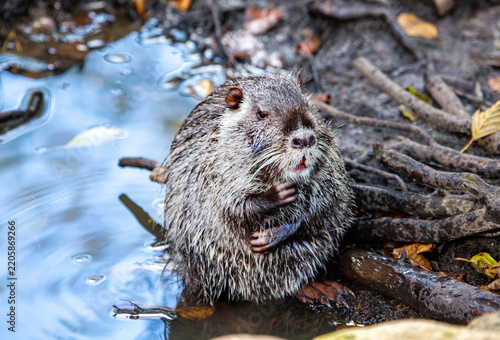 Nutria sits on the shore of a pond on a bright sunny day. Wildlife, mammals, predators.