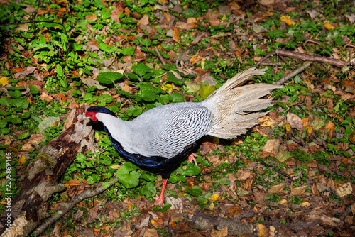 A silver pheasant stands on the ground in the forest on a bright sunny day. Animals, birds, or-nithology, ecology.