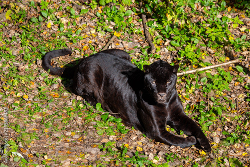 A black panther lies on the green grass on a bright sunny day. Wildlife, mammals, predators.