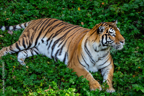 A tiger lies on the green grass on a bright sunny day. Wildlife, mammals, predators.