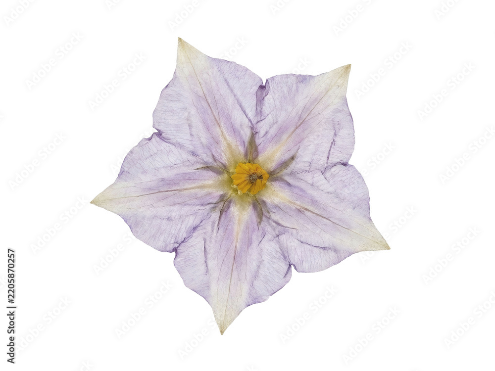 Obraz premium Isolated Pressed Potato Flower with Lavender White Star Shaped Petals.