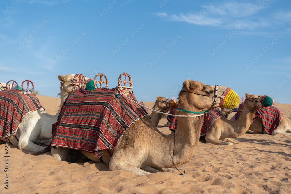 Fototapeta premium Herd of camels in Abu Dhabi desert, UAE. Traditional desert scene, wildlife, travel, Middle East landscape.