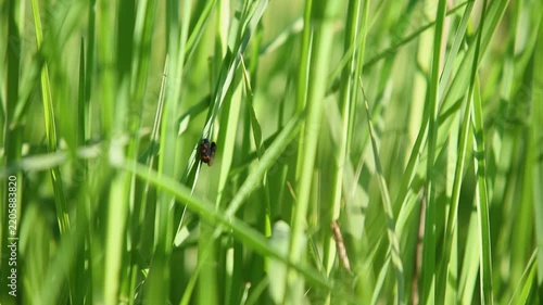 Two black and red froghopper sitting on grass blade, breeze shake grass