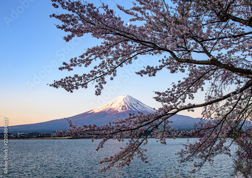 河口湖から富士山と桜