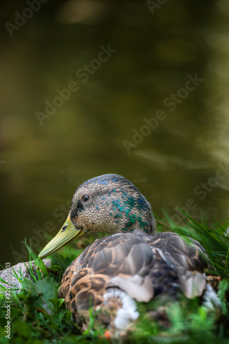 Close-up of a mallard duck drake with colorful blue and green head feathers resting on a grassy shore by a pond. Wild bird viewed from behind in a park in daylight.