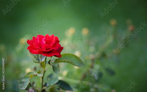 Close up of a vibrant red rose flower blooming in a garden with natural soft green bokeh background
