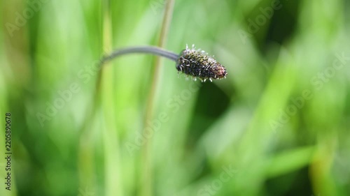 Ribwort plantain seed head close up while sways in breeze
