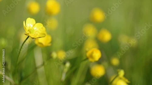 Meadow buttercup in field close up, plant sways in light breeze