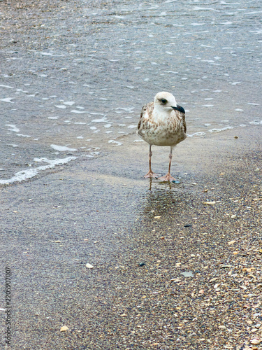 Albatross sitting on the seashore. Albatross walking along the seashore.