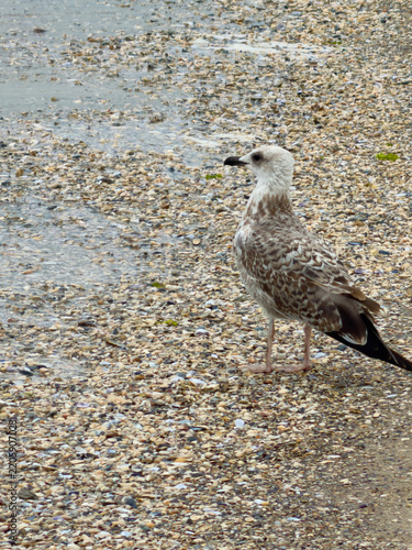 Albatross sitting on the seashore. Albatross walking along the seashore.