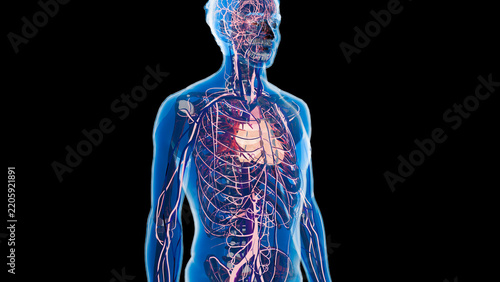 Obraz na plátně 3d rendering of human circulatory system, heart, blood vessels, blood flow throu