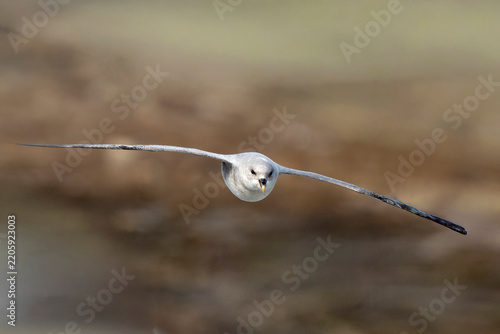 Tapety artystyczne Fulmar boréal,