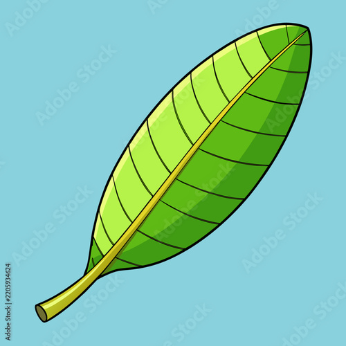 green leaf isolated on white