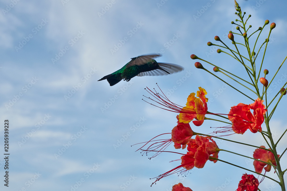 Obraz premium Blue-tailed Emerald hummingbird (Chlorostilbon mellisugus) hovering near tropical flowers in Bonaire, Caribbean