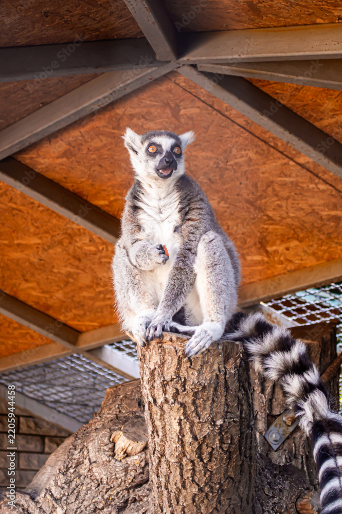Obraz premium A ring-tailed lemur sitting on a wooden stump and eating in a zoo enclosure.