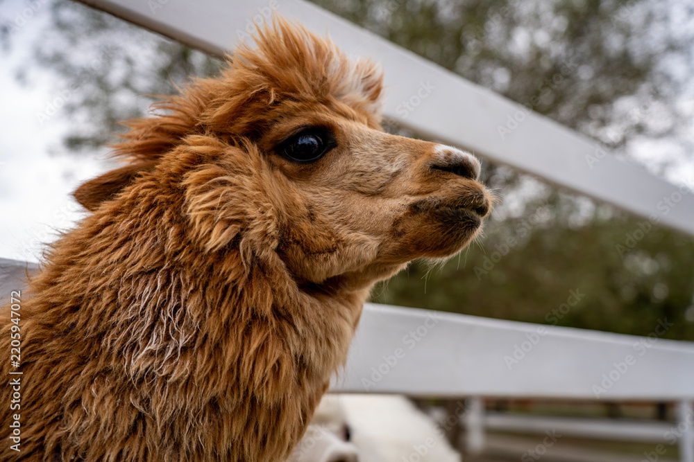 Obraz premium Brown fluffy huacaya alpaca head in profile standing by white wooden fence in farm paddock, representing wool production, camelid husbandry, and agritourism.