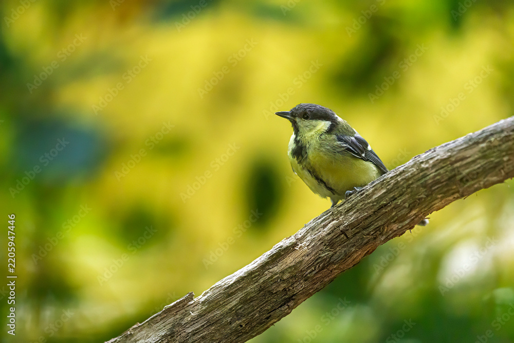 Obraz premium Great Tit perches on sloping branch against bright green woodland background outdoors