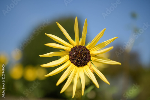 Macro shot of a light yellow Rudbeckia with narrow spiky petals and a dark center blooming in bright sunlight.