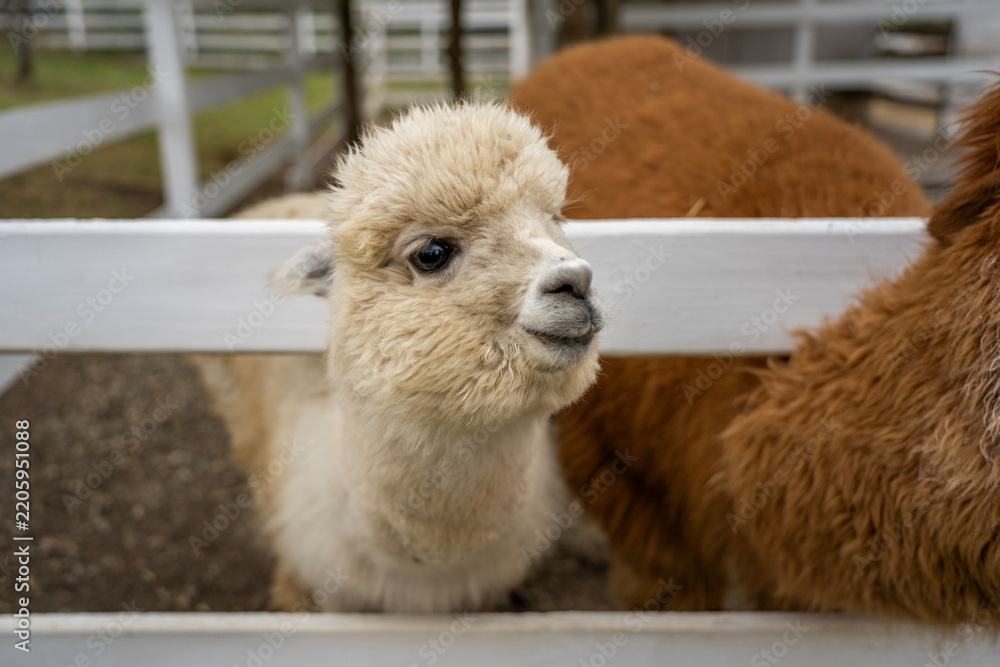 Obraz premium White fluffy alpaca looking over white wooden fence in farm paddock next to brown alpaca, representing animal husbandry, wool production, and agritourism.