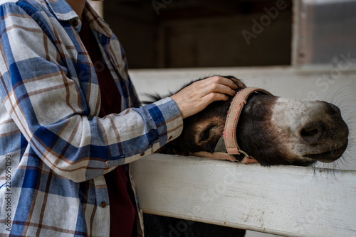 Person gently caressing domestic donkey head over stable wooden partition, showing livestock care, animal assisted therapy, and companionship on farm.