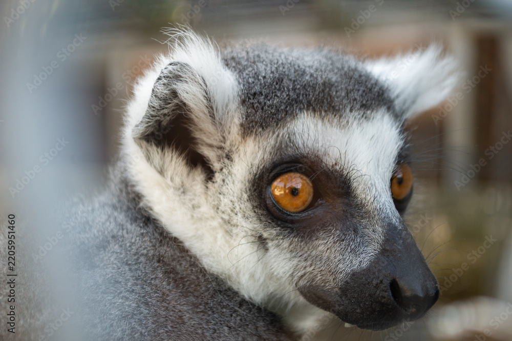 Obraz premium Close-up of a ring-tailed lemur with bright amber eyes and black-and-white coloring.