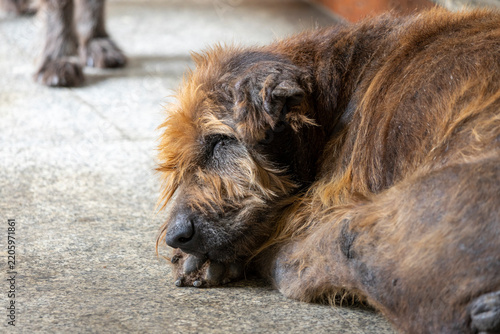 A skinny, hungry stray dog with no owner is sleeping on a sidewalk.