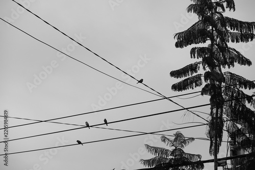 Minimalist black and white photo of small birds perched on power lines.