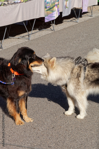 Chien tenu en laisse reniflant un autre chien