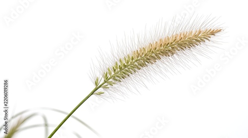 Close up of a single foxtail grass head against a white background.