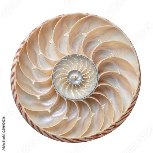 A detailed isolated nautilus shell graphic element with a spiral design.