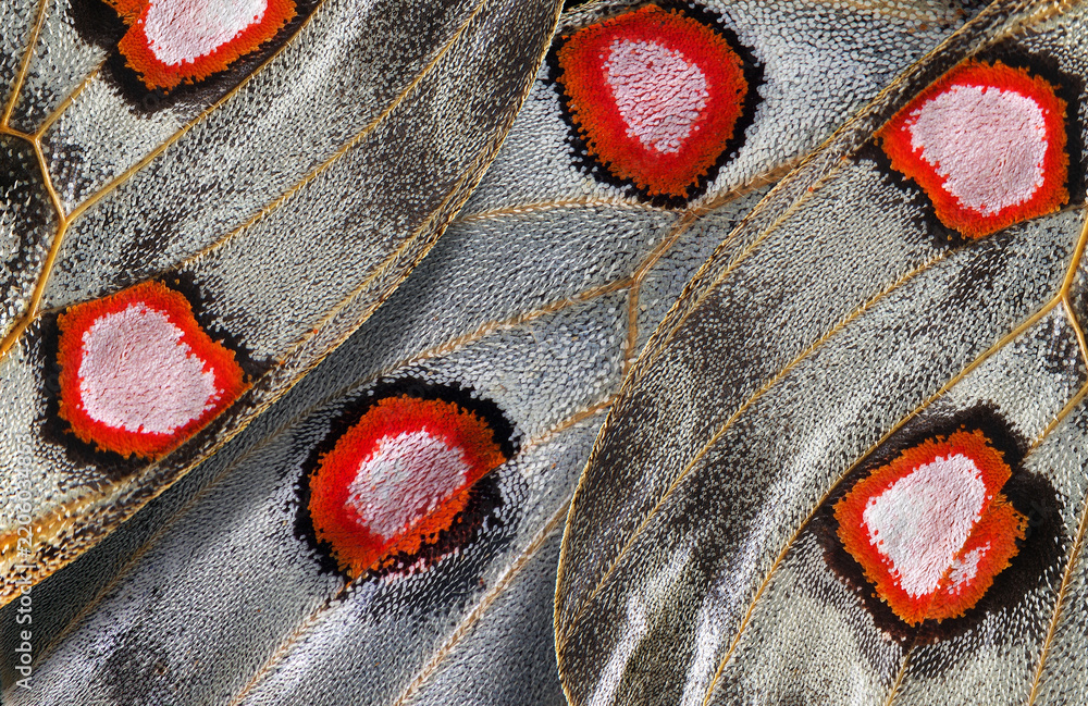 Fototapeta premium bright abstract pattern from apollo butterfly wings. butterfly wings ornament