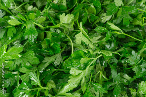Fresh parsley leaf with water drops texture