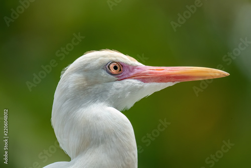 Eastern Cattle Egret (Ardea coromanda) occurs across southern and eastern Asia, Australasia, parts of the Pacific, and New Zealand.