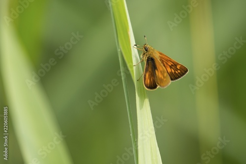 Large skipper (Ochlodes sylvanus, Ochlodes venatus), Thuringia, Germany