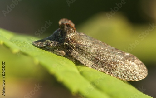 Auchenorrhyncha, cicadellidae, cicadomorpha, common ear cicada, hemiptera, horned leaf hopper, ledra aurita, ear cicada, ear chirp, round-headed cicada, beak kerf, dwarf cicadas, insects, cicadas