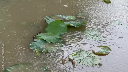Rain falling on lotus leaves in a pond with rippling water.