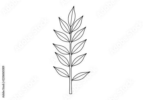Simple hand drawn sketch of a single plant leaf branch with multiple small leaves