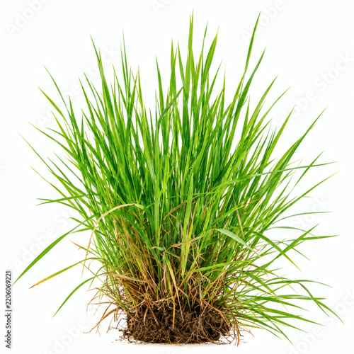 Lush green grass clump with visible roots isolated on a white background perfect for nature and gardening concepts