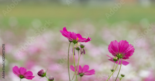 Close up of vibrant magenta pink cosmos flowers blooming in soft light with copy space and dreamy blurred field background