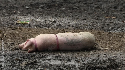 Pig Rolling and Wallowing in Mud