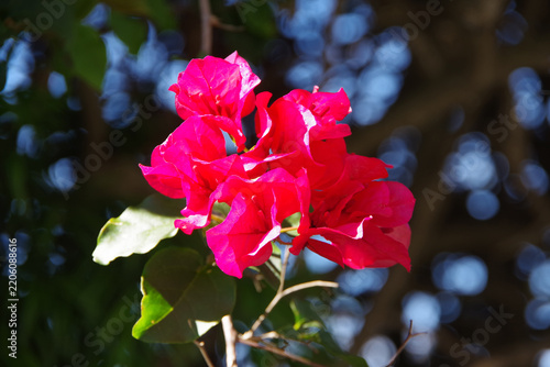Red pink bougainvillea blossom petal leaves