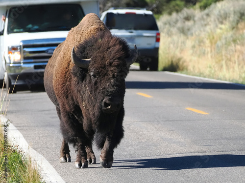 Bison strides down asphalt road. Vehicles pause behind in surprise. Sunlight casts long shadow on pavement. Wild creature crosses human path. Scene captures moment of unexpected encounter